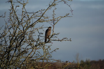 common buzzard (Buteo buteo) perched on hawthorn tree, winter in UK countryside