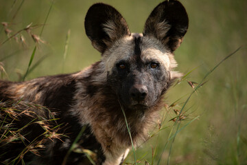 Wild Dog