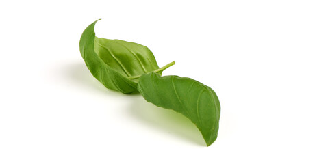 Fresh organic basil leaves, close-up, isolated on white background.