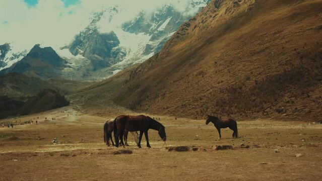 Panoramic view of horses eating among mountains
