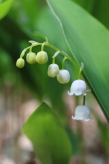 Convallaria majalis, fragrant lily of the valley, perennial poisonous plant