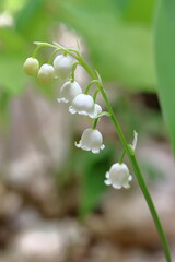 Convallaria majalis, fragrant lily of the valley, perennial poisonous plant