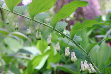 Polygonatum, flower of the forest herb
