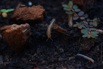 Fototapeta premium Closeup view of small nonpoisonous centipede-like reptiles