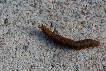 A leech sucking blood on the ground
