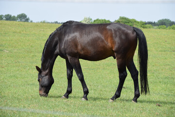 Pferd