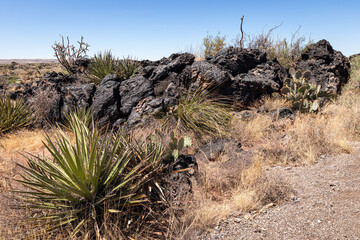 Black lava rocks and yucca plant in the arid desert landscape of New Mexico in spring.