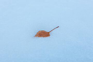 Autumn leaf on snow. Winter change with autumn. Background concept