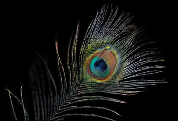 Obraz premium Pfauenfeder auf dunklem Hitergrund - peacock feather on dark background