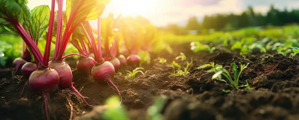 Zelfklevend Fotobehang vegetables beet production and cultivation, green business, entrepreneurship harvest. banner © Valeriia