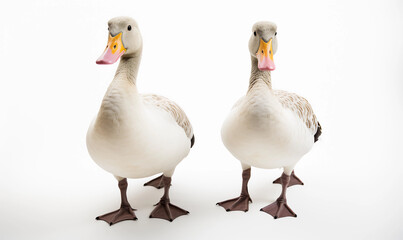 two ducks