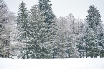Grove on meadow in winter with snow on conifers and bare deciduous trees