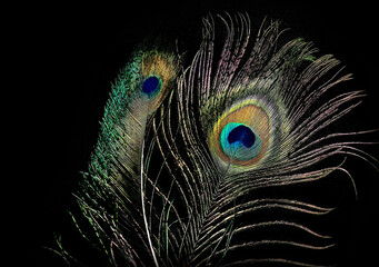 Naklejka premium Pfauenfeder auf dunklem Hitergrund - peacock feather on dark background
