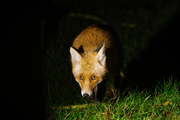 Fox at night, fox in the process of night hunting. Close-up of a young red fox. Wild red fox in the...