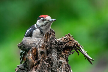 Great woodpecker Dendrocopos major, male of this large bird sitting on tree stump, red feathers, green diffuse background, wild nature scene