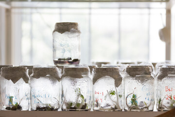 Botanical laboratory culture plants growing in sterile jars for study. Education and science concept.