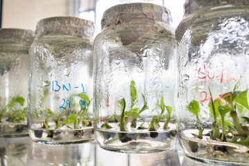 Botanical laboratory culture plants growing in sterile jars for study. Education and science concept.