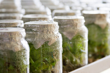 Botanical laboratory culture plants growing in sterile jars for study. Education and science concept.