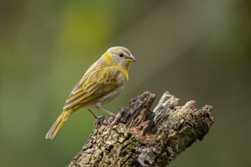 Saffron finch perched on a tree