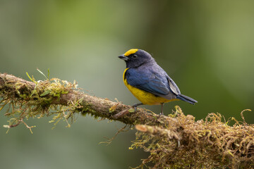 Orange-bellied Euphonia perched on a branch
