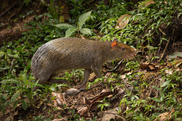 Central American Agouti in natural habitat