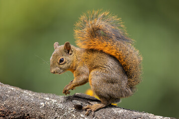 Red-Tailed Squirrel perched on a tree