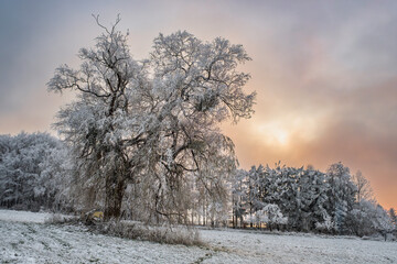 Single tree lightly covered with snow on a meadow in Taunus/Germany in the evening in winter