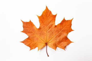 dry autumn maple leaf isolated on white