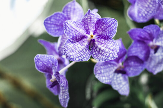 Close up of purple orchids in orchidarium 