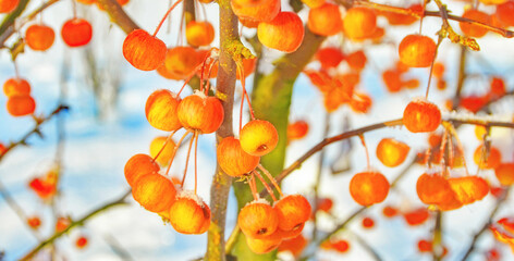 kleine rote Äpfel im Garten auf einem Baum bedeckt mit Schnee im Winter 