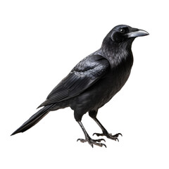 Obraz premium Crow on transparent background