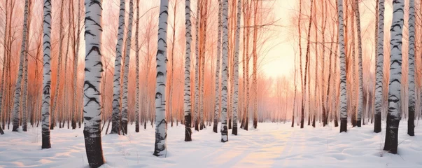Foto op Plexiglas Golden hour in a snowy birch forest, winter landscape © Georgina Burrows