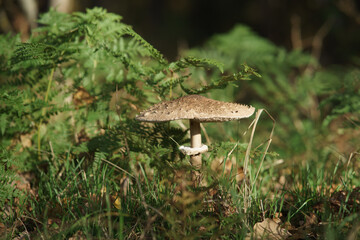 mushroom in the wood