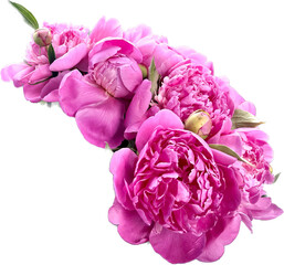Pink peonies with green leaves on a transparent background