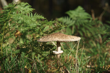 mushroom in the wood