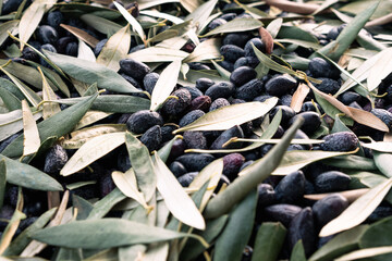 olives gathered and ready to be proccesed to become olive oil