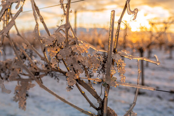 Frozen Majesty: Sunset Embrace for a Icy Grape
