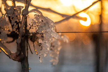 Glistening Elegance: Sunset Embrace for an Icy Grape