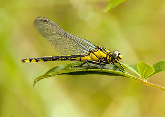 Beautiful nature scene dragonfly. Showing of eyes and wings detail.