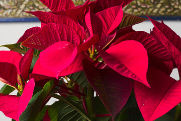 Easter flower or poinsettia. Also called a Christmas plant, it is one of the typical Christmas...