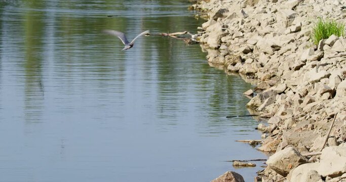 Rocks in the middle of pond and common terns flying and diving in water