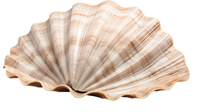 A Beautiful Sea Shell isolated on a transparent Background