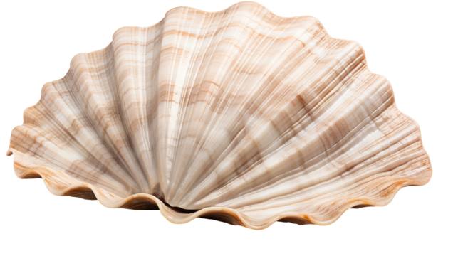 A Beautiful Sea Shell isolated on a transparent Background