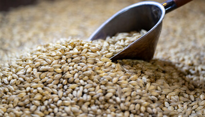 golden beer malt poured in bulk with a scoop on grains, brewing process concept for craft beer production, copy space