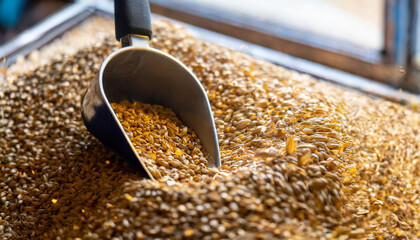 golden beer malt poured in bulk with a scoop on grains, brewing process concept for craft beer production, copy space
