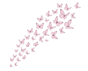 pink and white  blue butterflies	 flock of butterfly