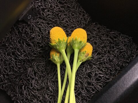 Acmella oleracea in its stunning yellow hue