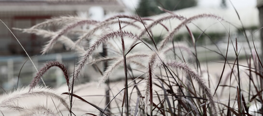 White grass flowers waving in the breeze in winter in Thailand, can be used as background.