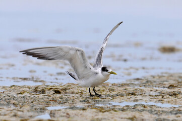 Eilseeschwalbe // Greater crested tern (Thalasseus bergii) - Neulaledonien