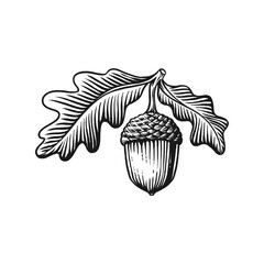 Acorn vintage engraved vector illustration